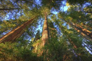 The 7,472-acre Headwaters Forest Reserve